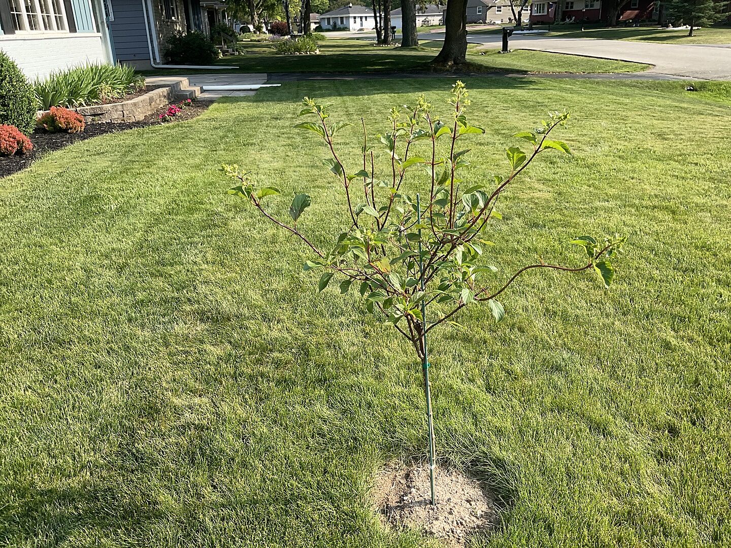 Bought it for my neighbor