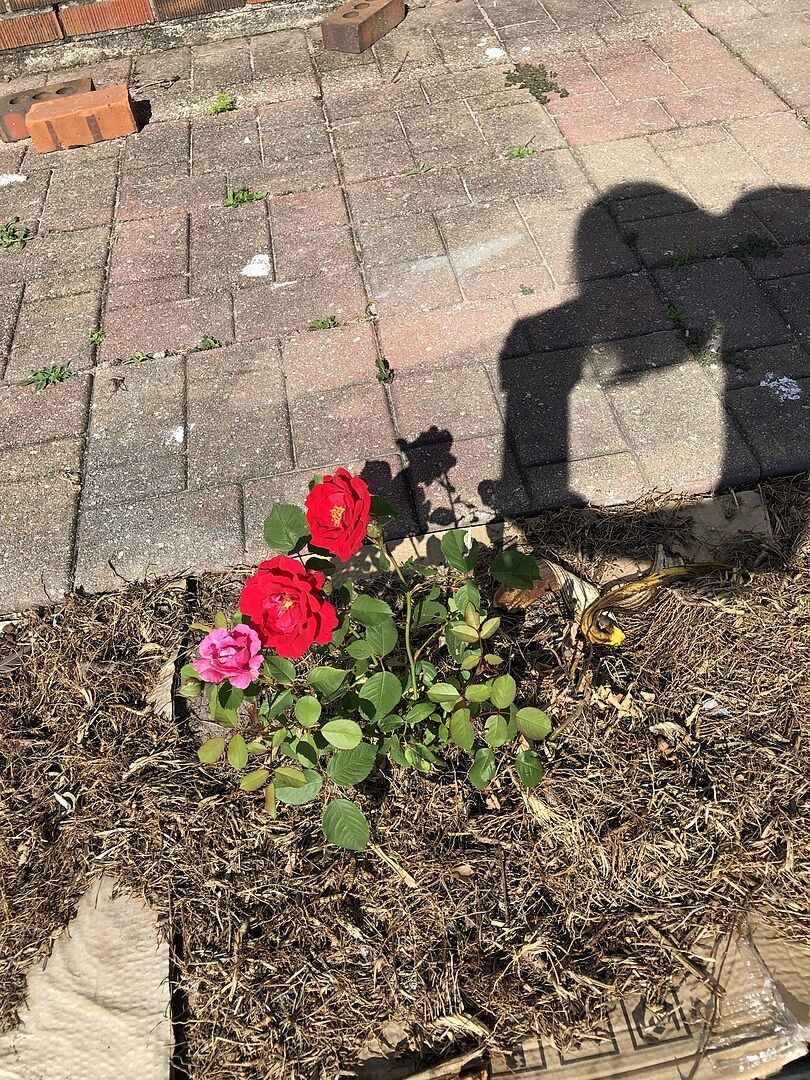 So excited for climbing roses