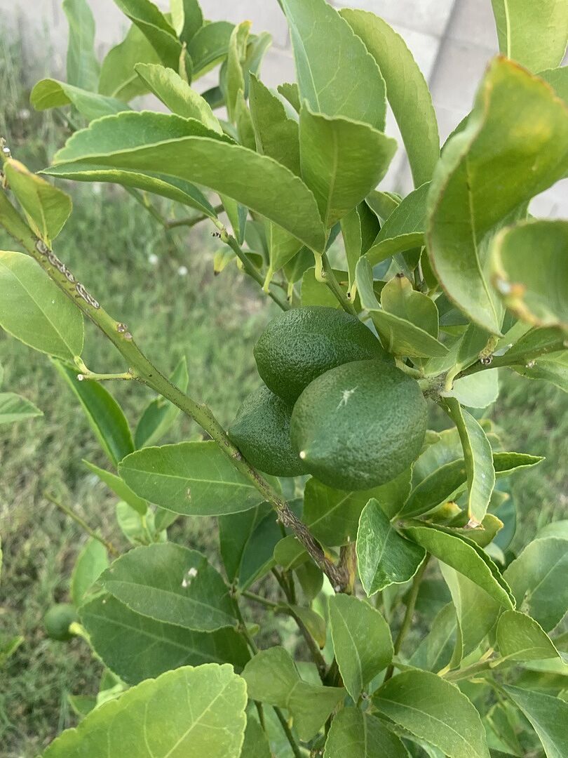 Media from review #10