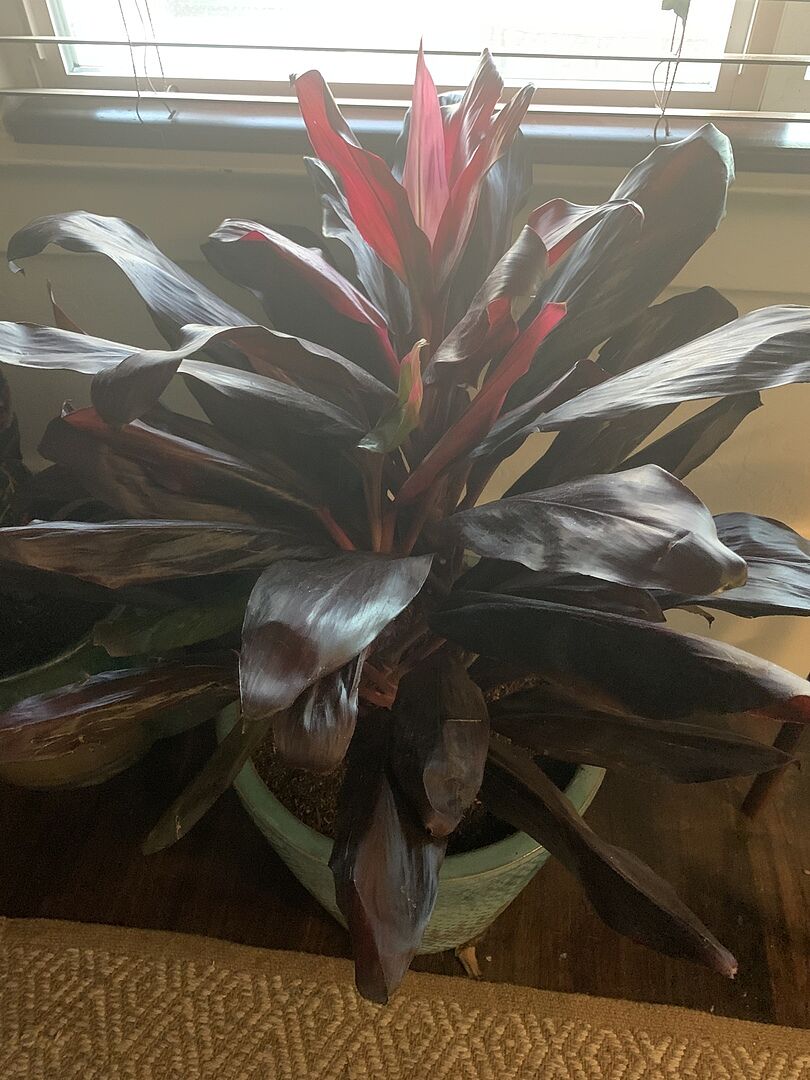 Beautiful, vibrant plant