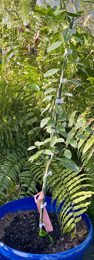 My lime trees came in