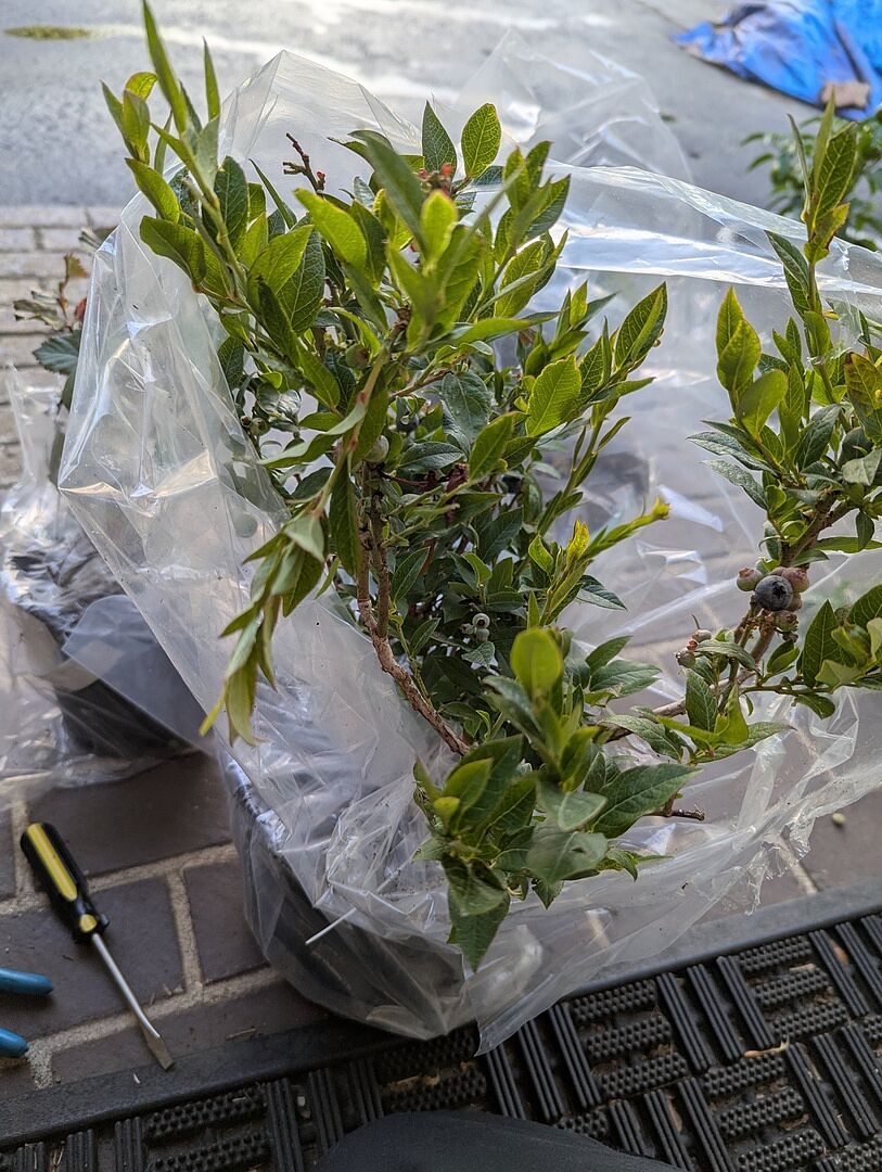 Blueberry bush came with blueberries