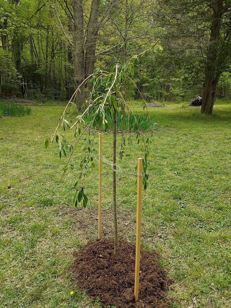 Looking forward to enjoying our tree