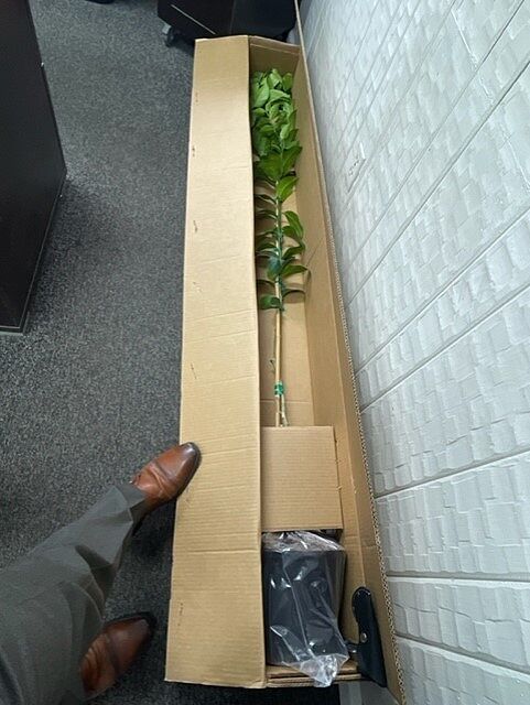 Perfect Meyer Lemon Tree