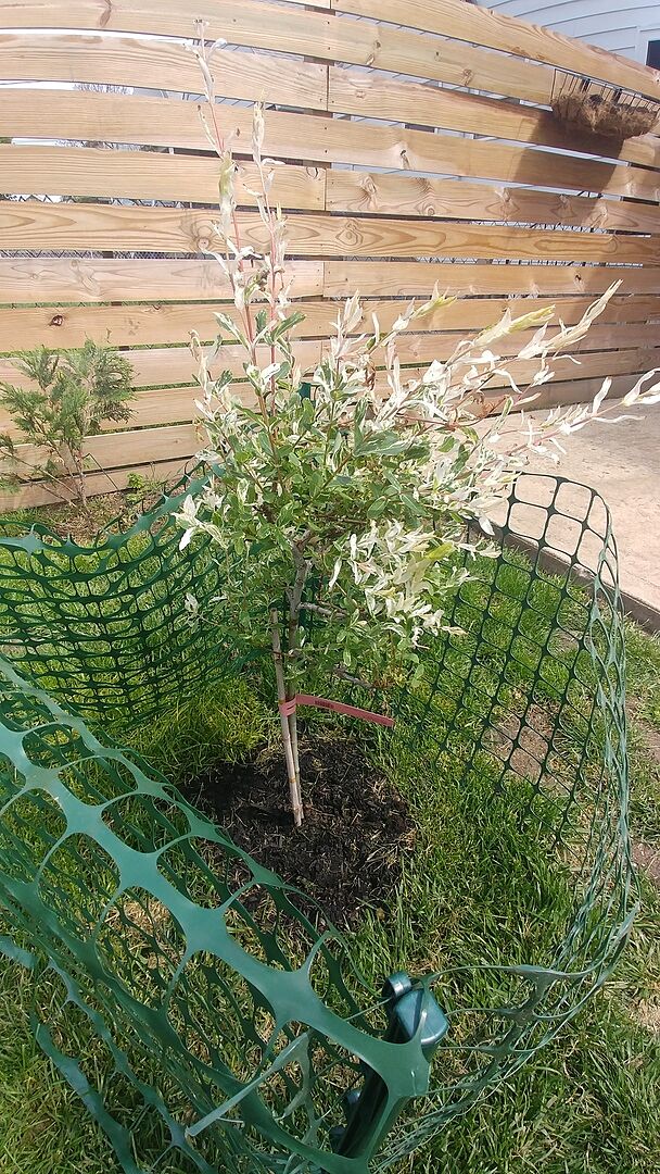 So happy with this tree!