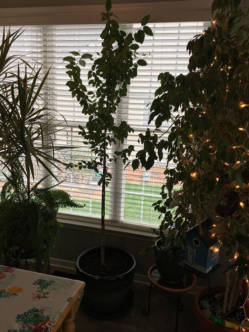 Lime Tree in Virginia full of Blooms!