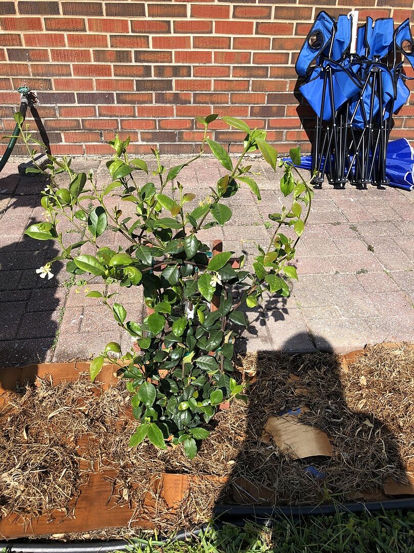 Southern girl needs her Jasmine!