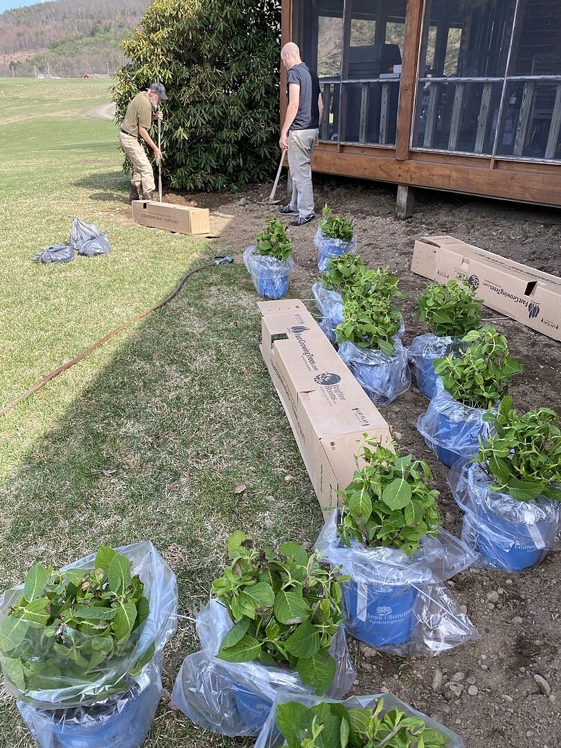 My hydrangeas arrived in excellent