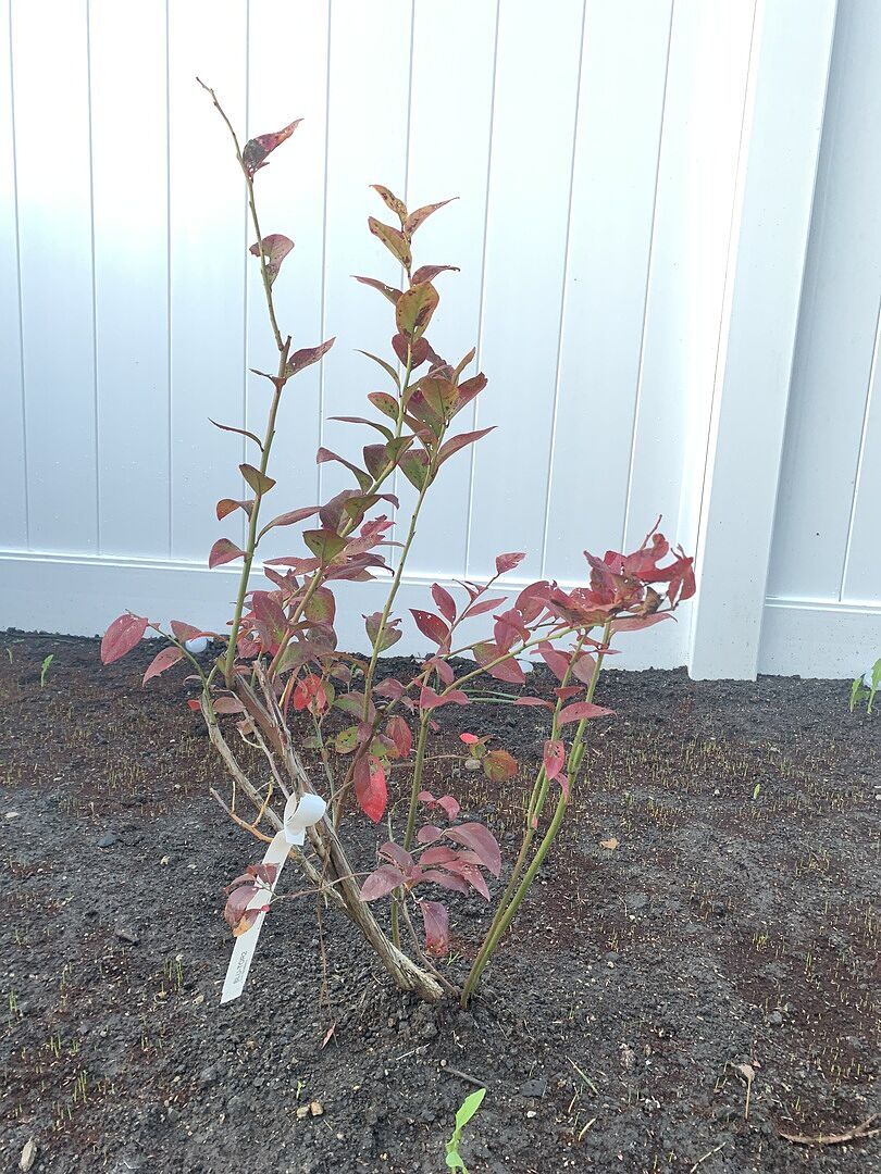 Toro Blueberry Bush