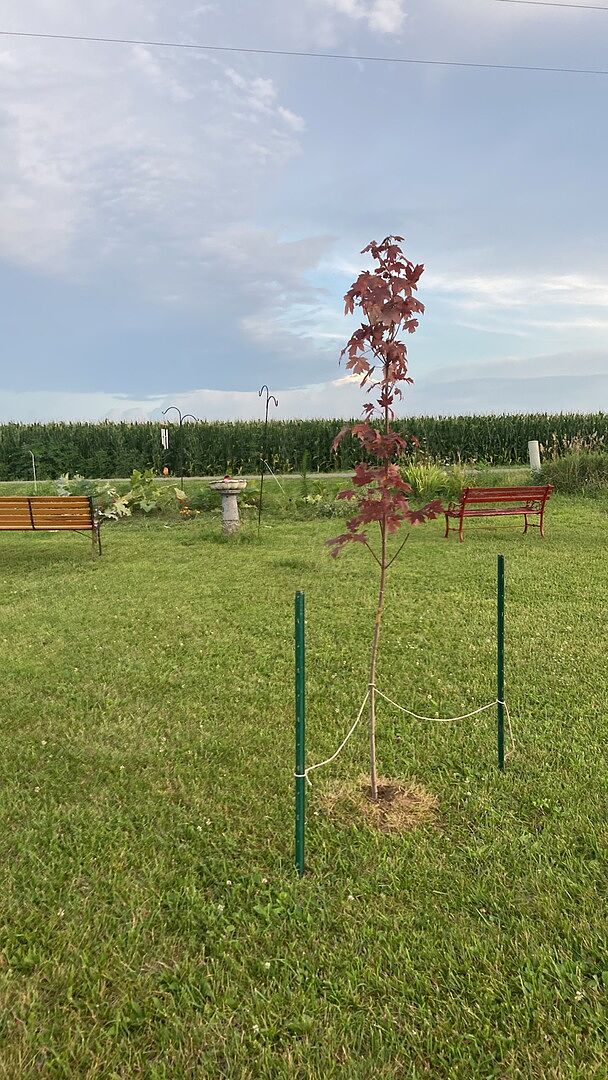 Very nice trees. Have been