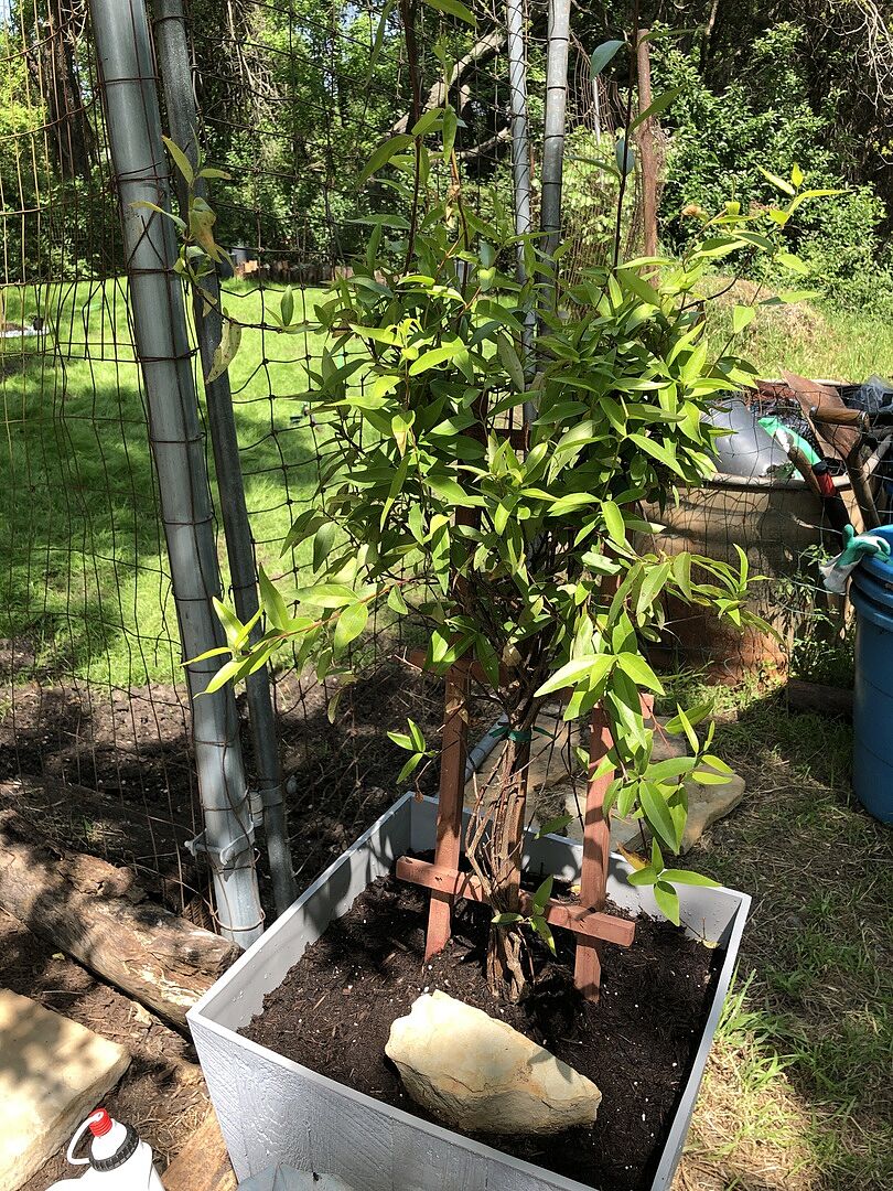 Great sturdy plants!