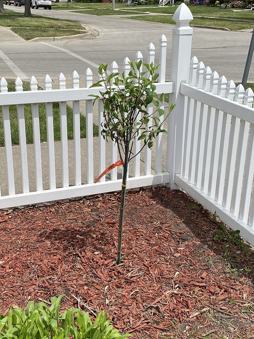 The tree arrived quickly and