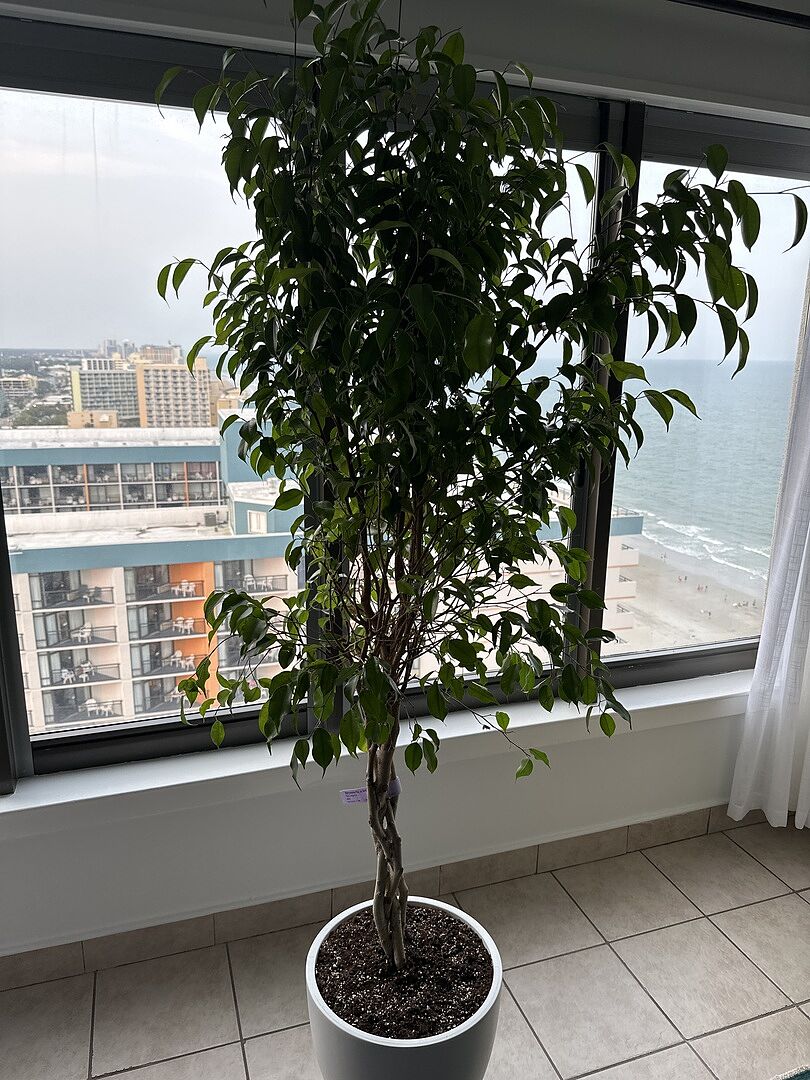 Great service. Tree arrived in