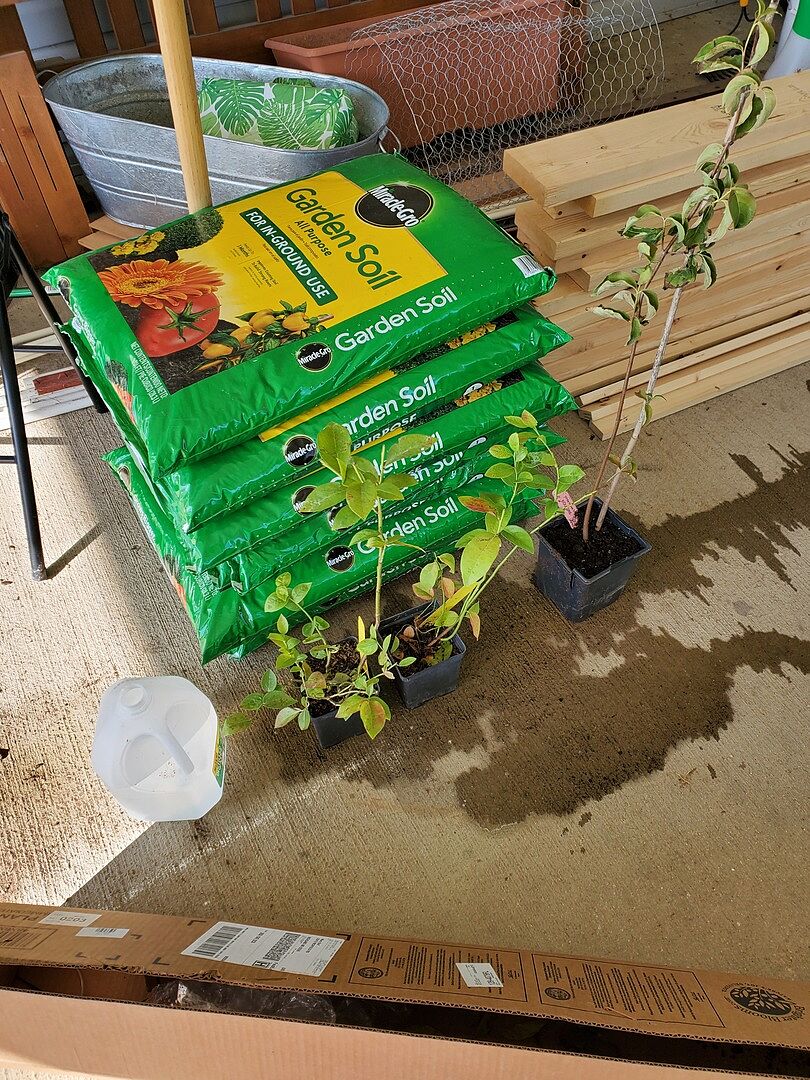 The 2 bushes arrived welled