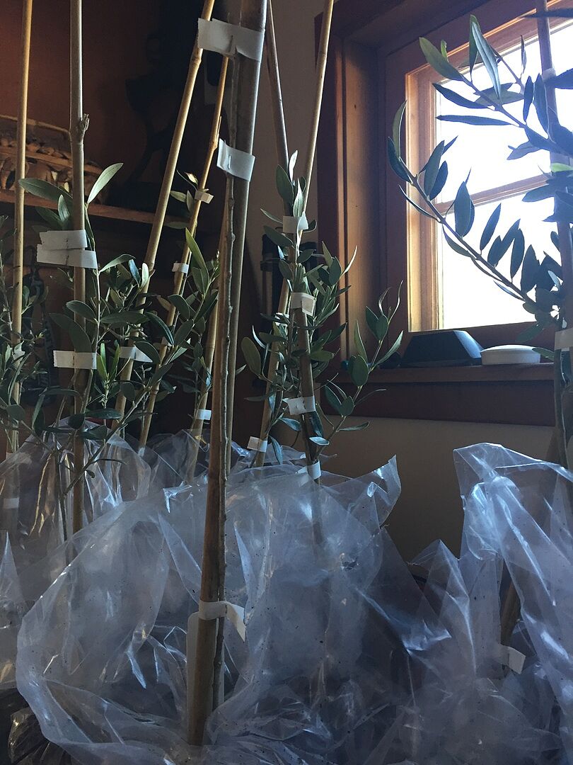 First time buyer but wanted to bring a little Greece to the California Coast