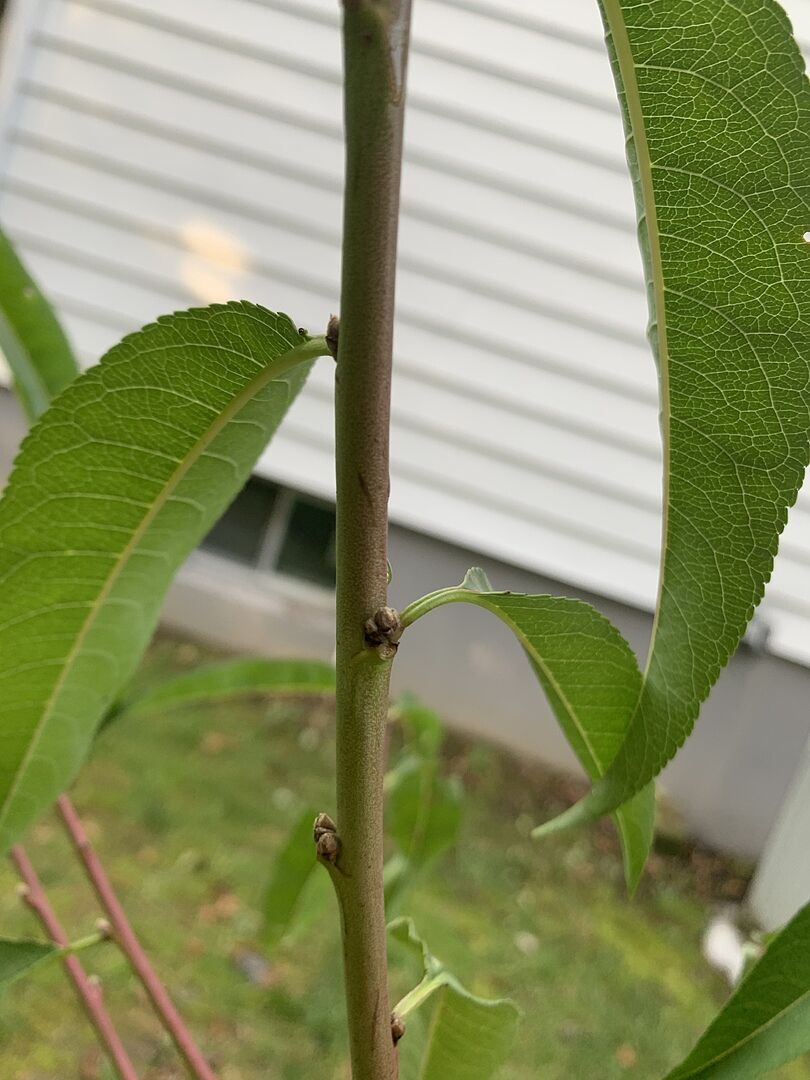 Contender Peach Tree