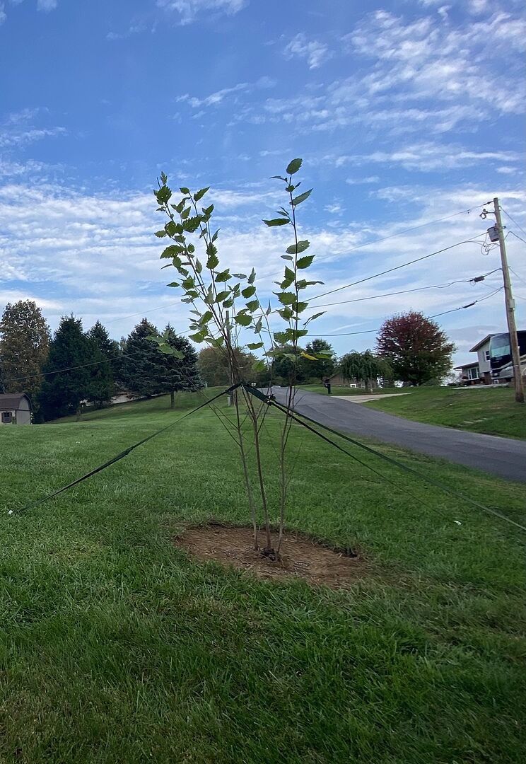 The 2 trees we ordered