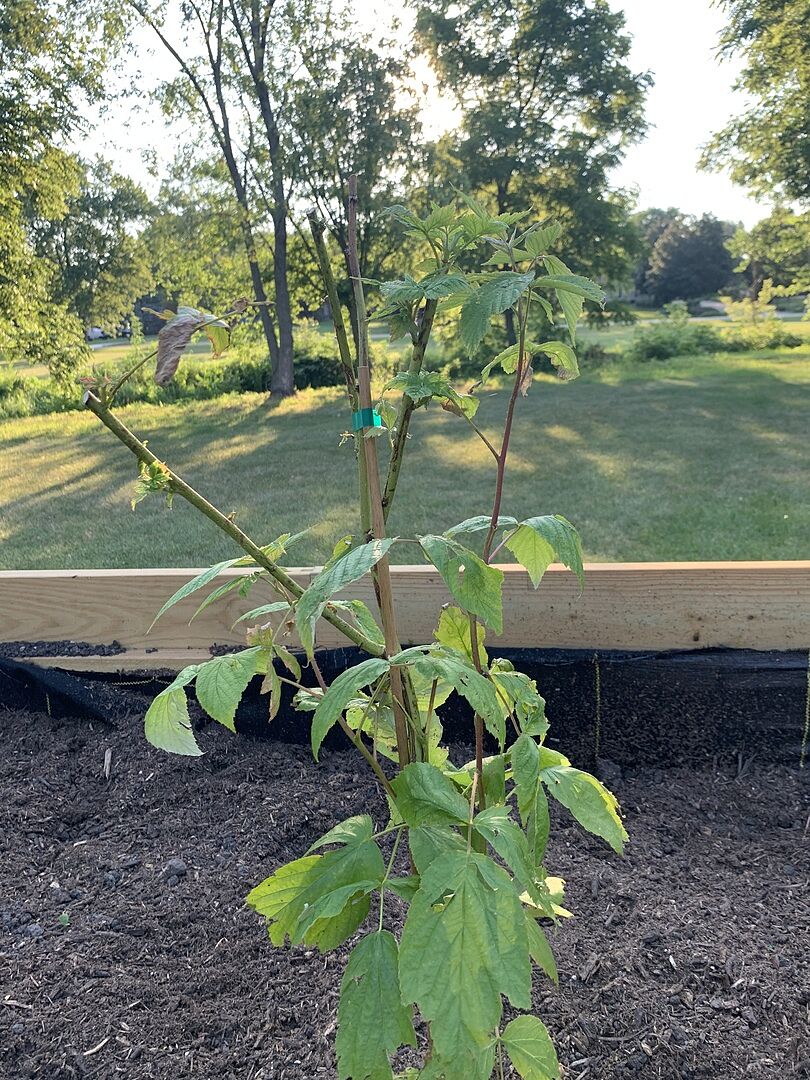 Awesome plants and fast shipping!