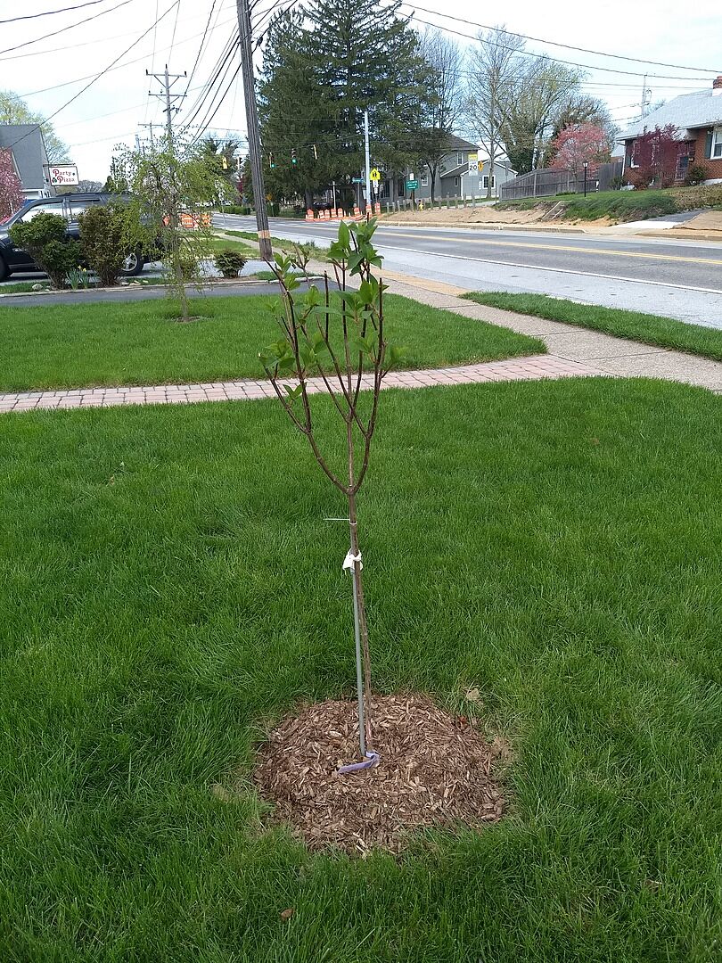 Very pleased with my vanilla strawberry hydrangeas