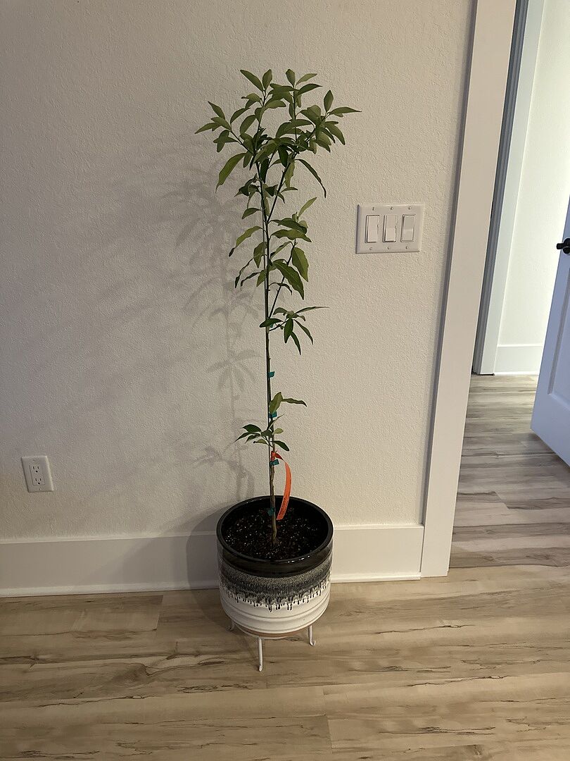 Tree arrived well packaged and