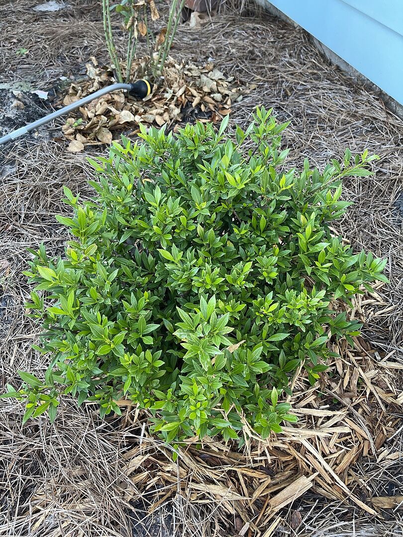 Looking forward to blooms!