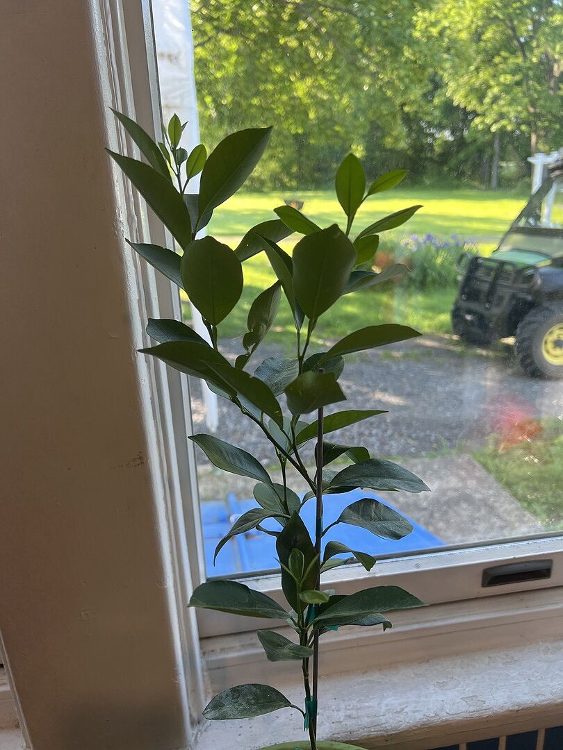 So happy with my Calamondin