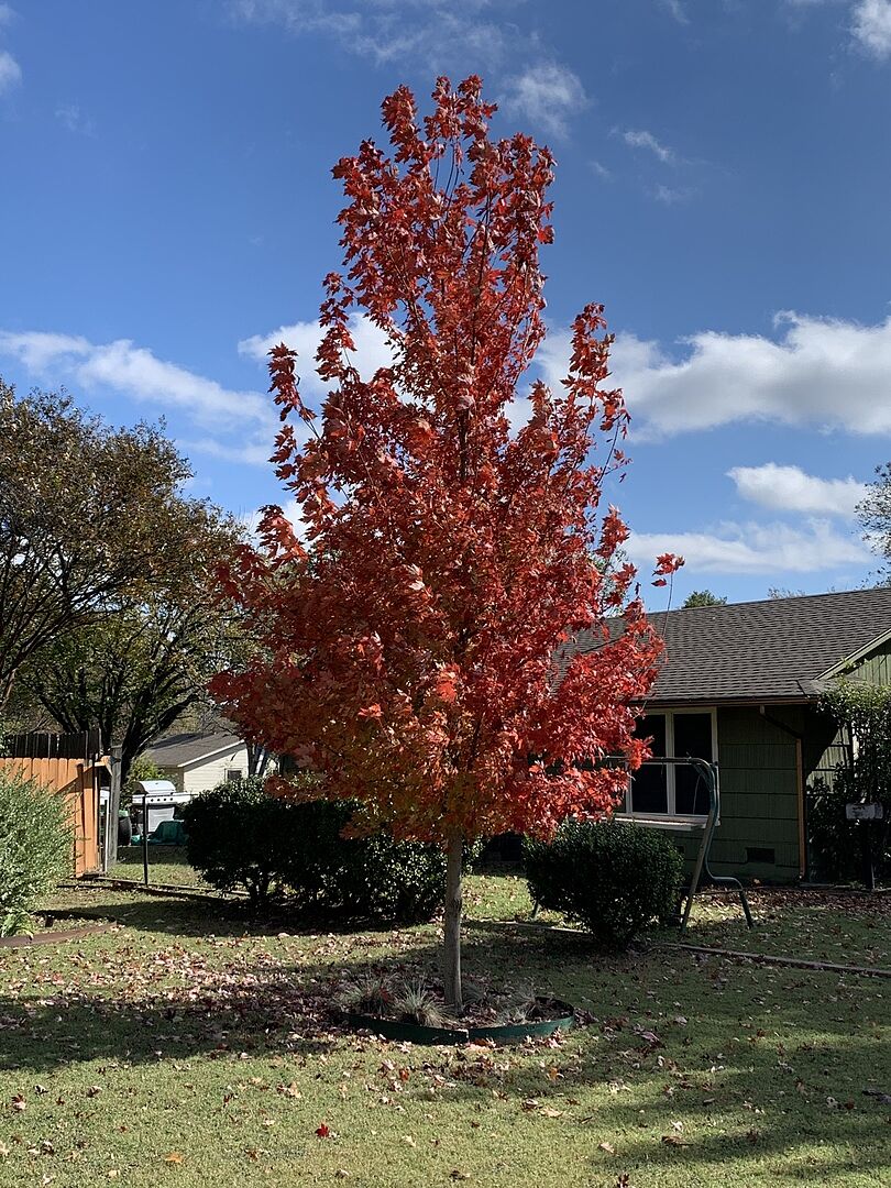 My tree arrived beautifully packaged