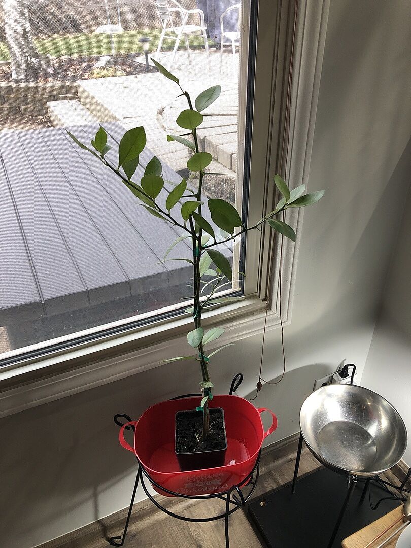 Kumquat tree order