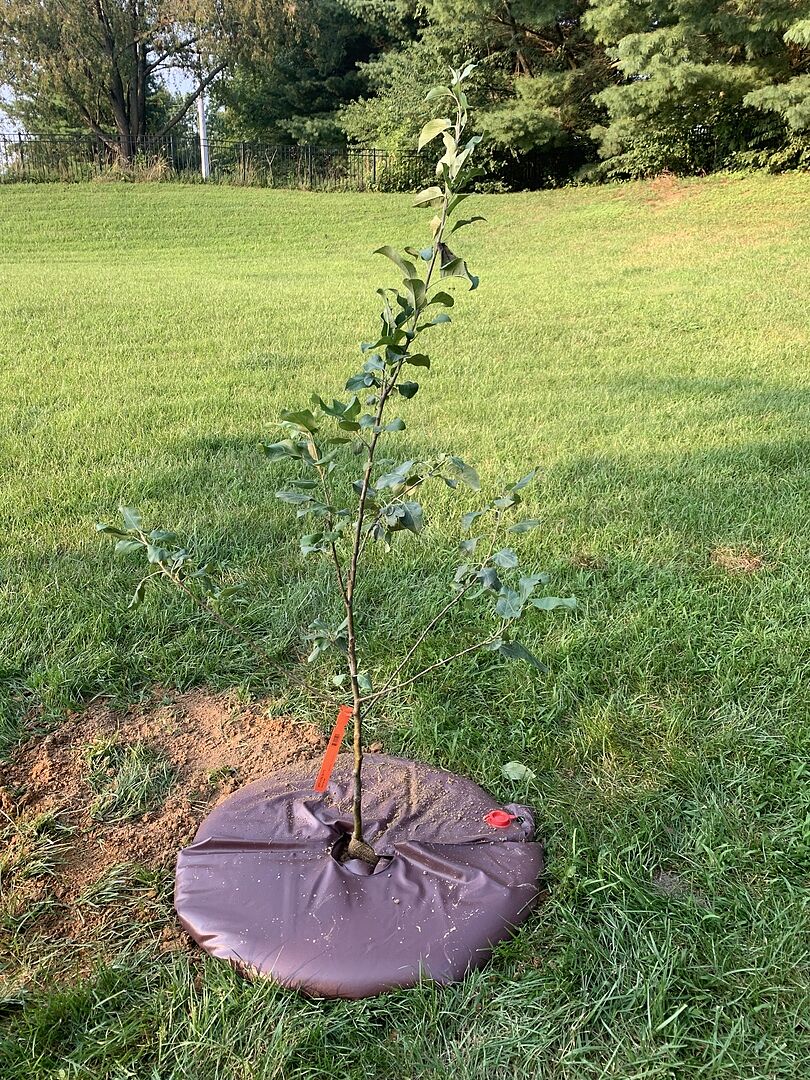 I ordered a Pink Lady