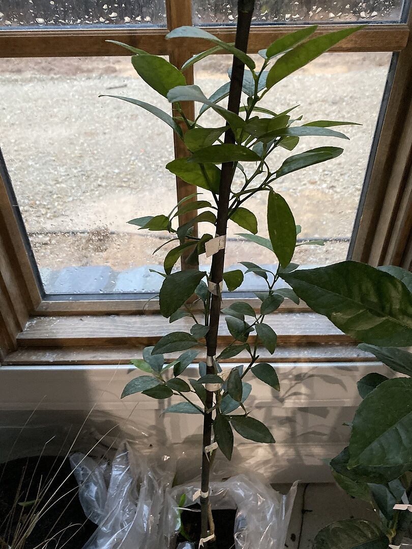 In good health, several branches.