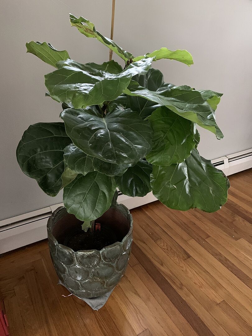 Fiddle leaf