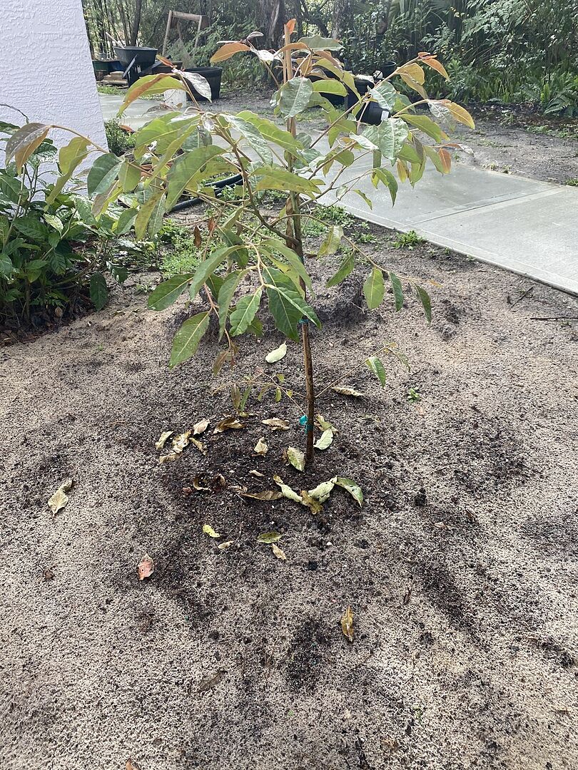 Arrived healthy and full of