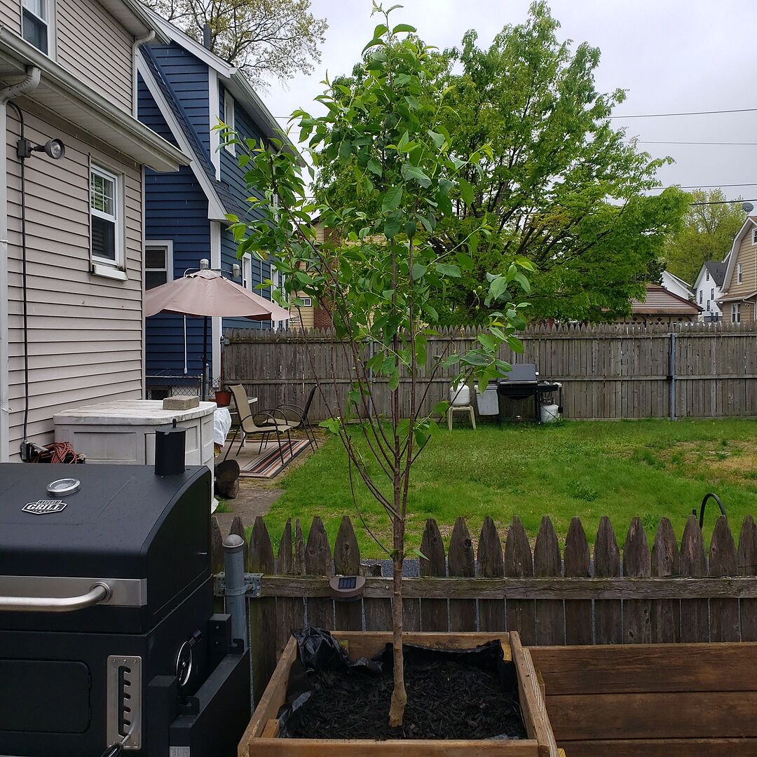 Great tree with a few