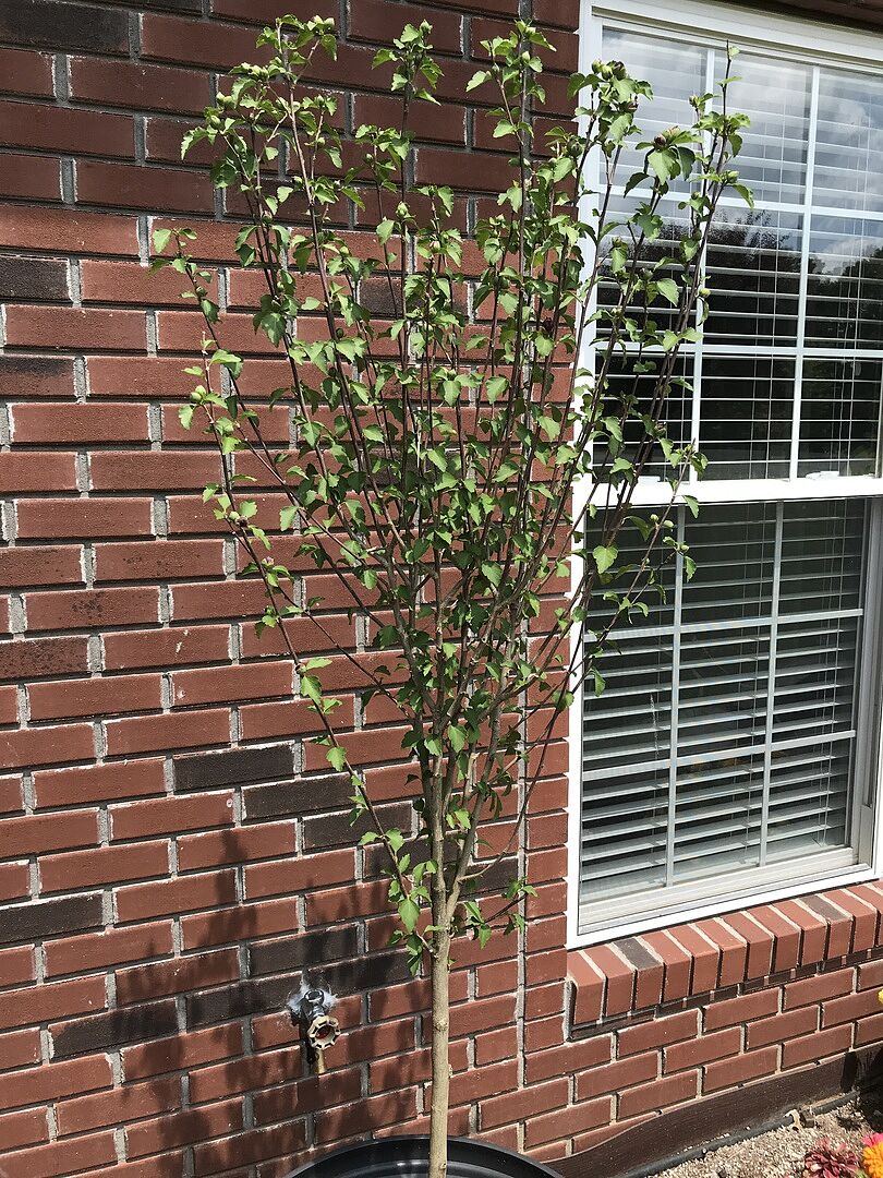 Tree arrived in excellent condition,