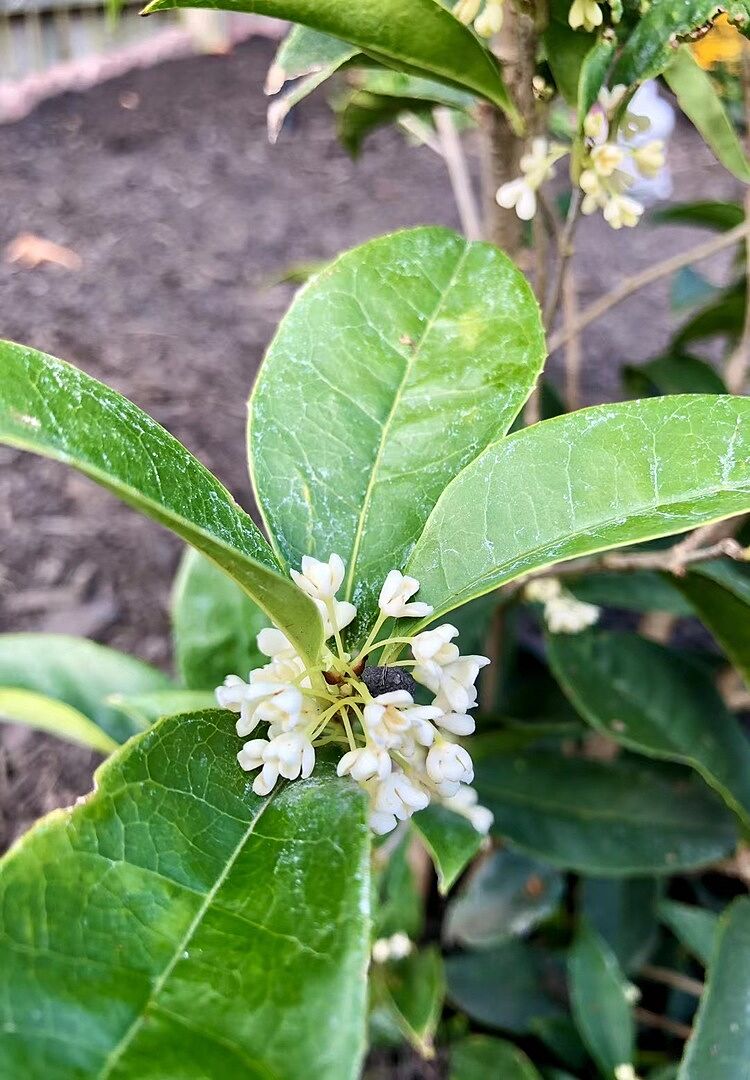 My plants come nice. One