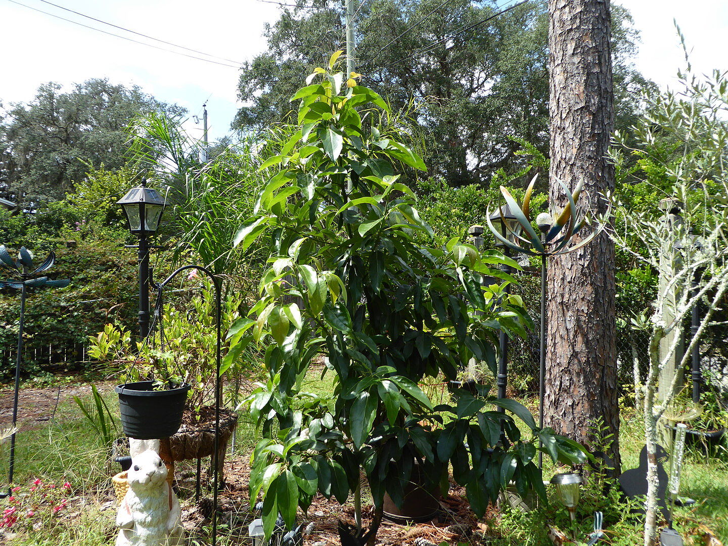 My 2022 cold hardy avocado