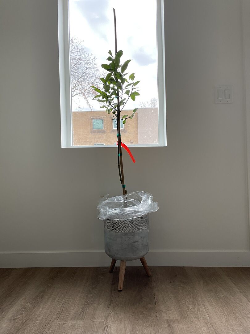 Tree looks great! It came