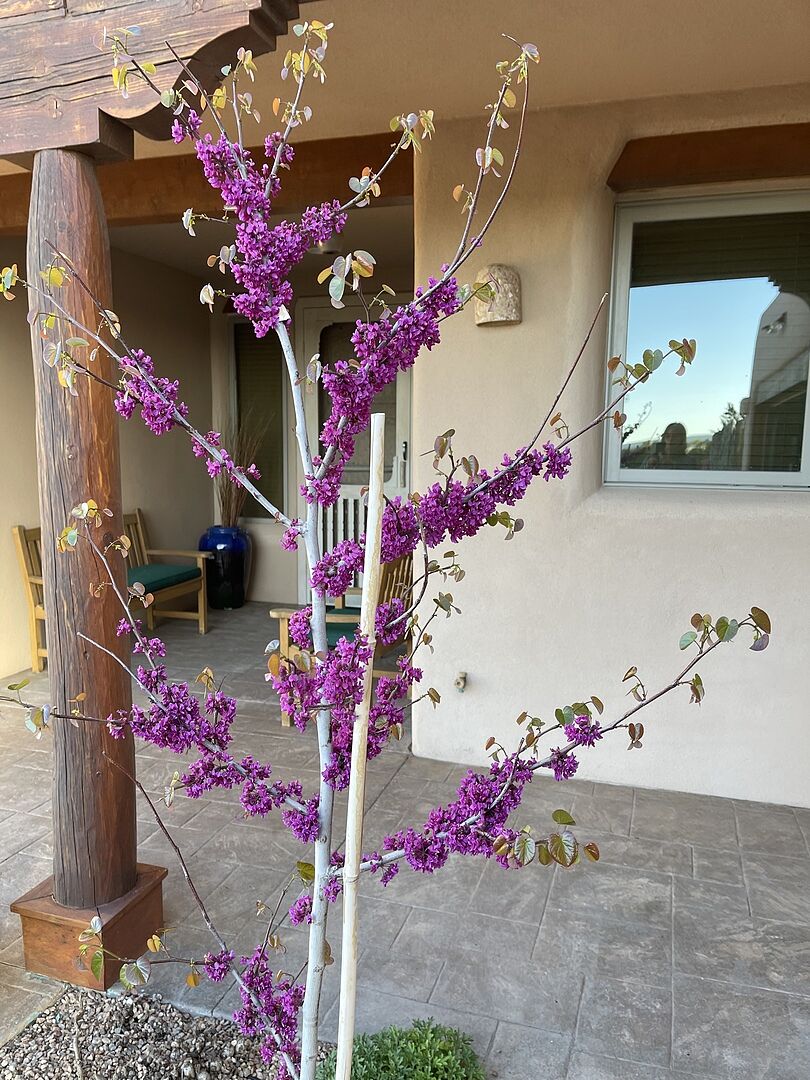 A healthy, vibrant shrub arrived