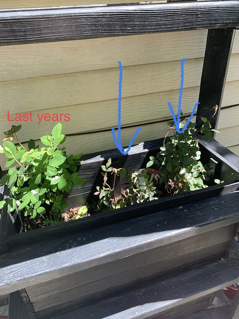 Knockouts arrived later than expected