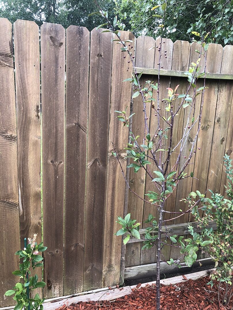 Prairie fire crabapple tree