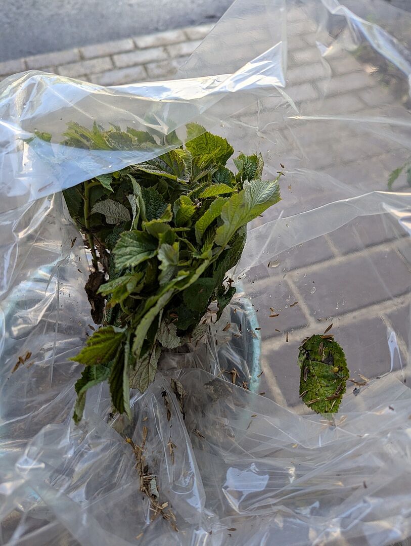 Resilient raspberries