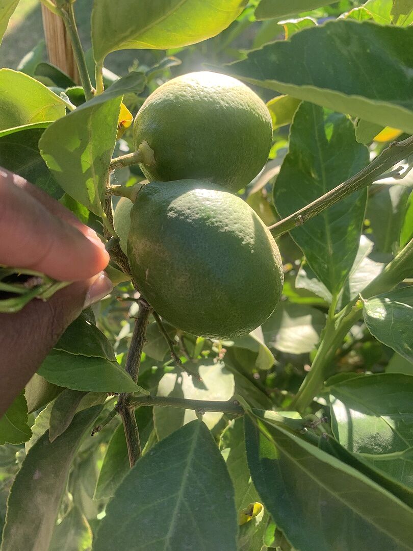 Media from review #5