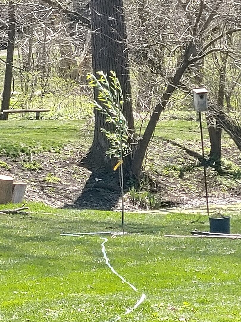 Willow came pin oak did not...same order