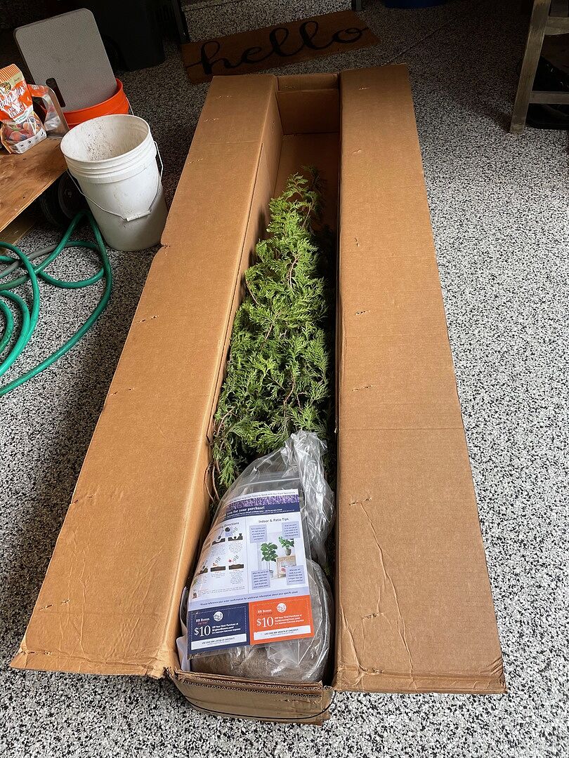 Very happy with our baby giant thuja tree purchase