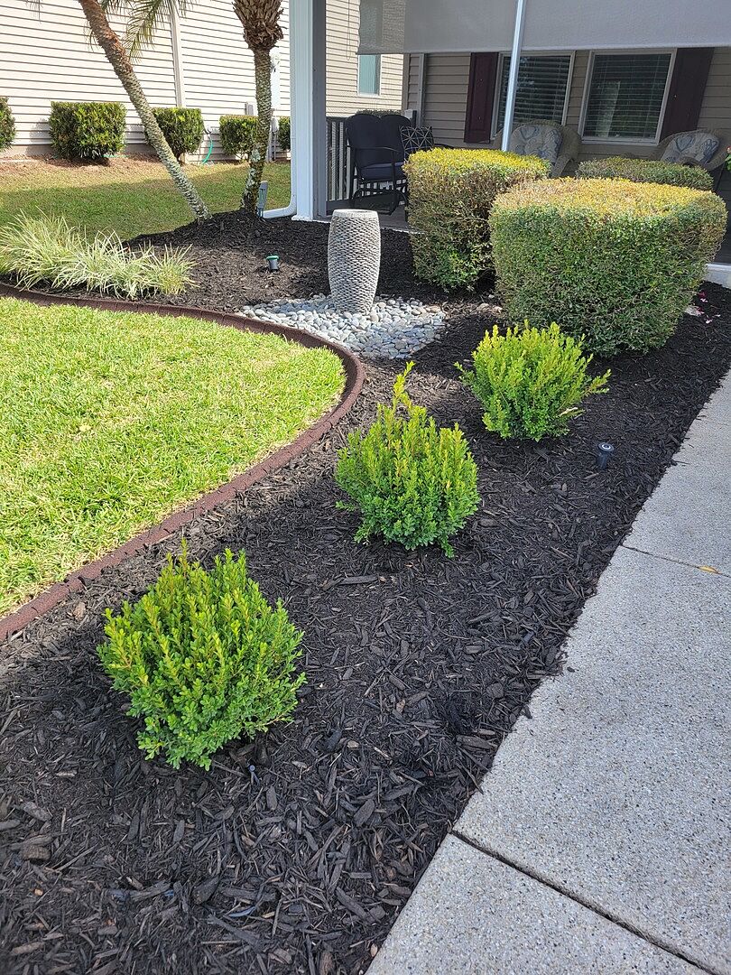 Purchased 3 baby gem boxwoods