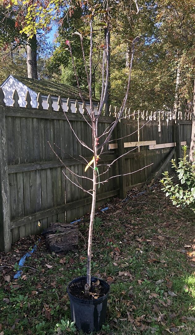 The trees arrived quickly and