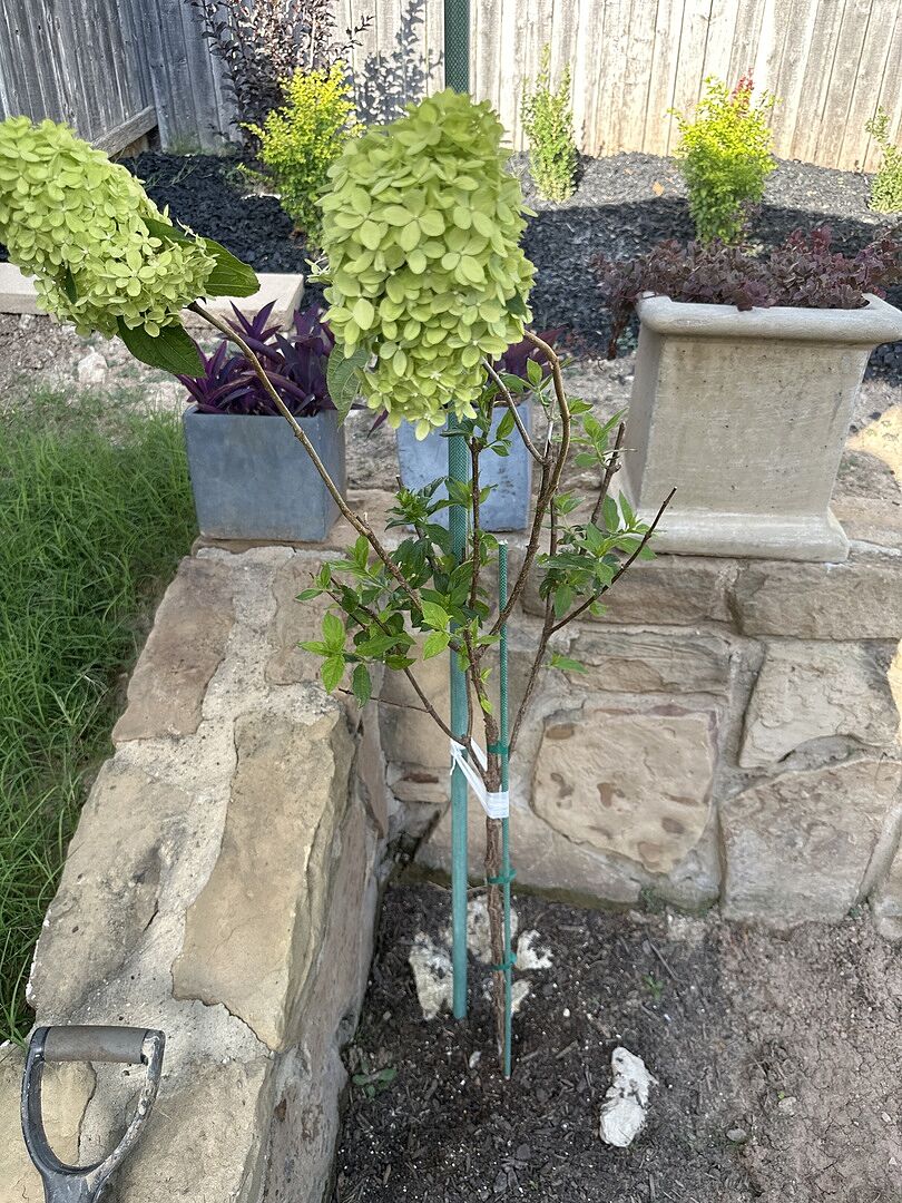 Media from review #1