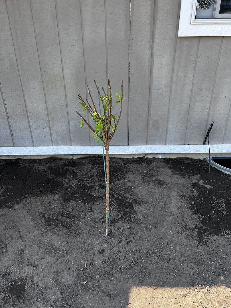 It went into shock at