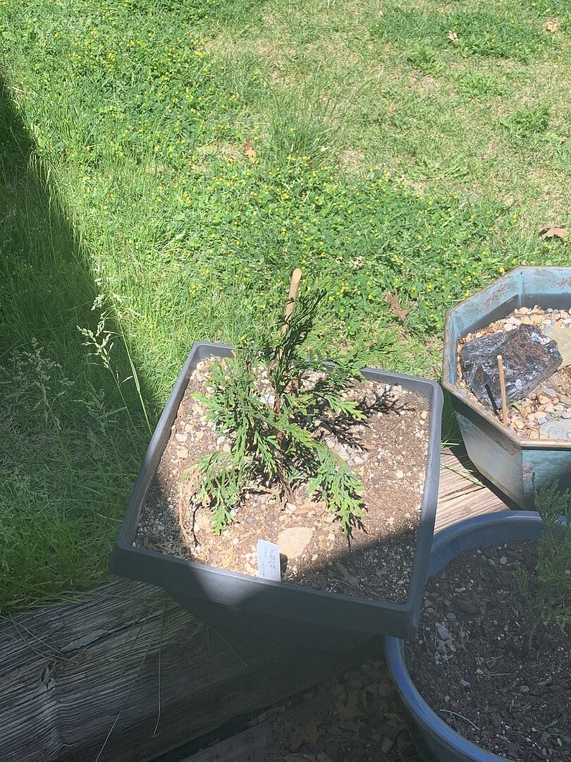 Thuja Green Giant tree arrived