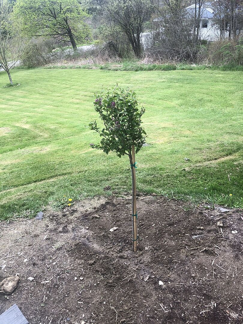 Love my little tree!! Healthy